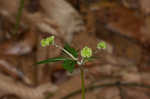 Clustered blacksnakeroot